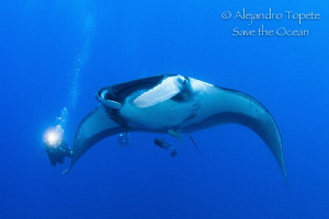 Divers following Mantaray,Isla San Benedicto Mexico by Alejandro Topete 
